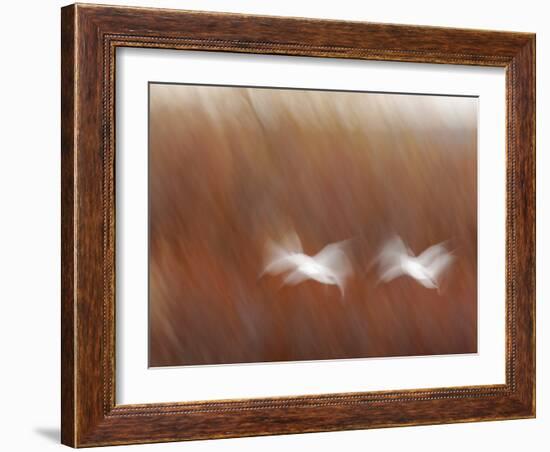 Abstract of Snow Geese in Flight, Bosque Del Apache National Wildlife Reserve, New Mexico, USA-Arthur Morris-Framed Photographic Print