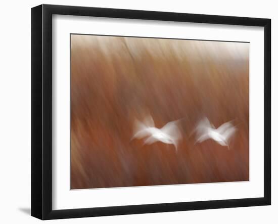 Abstract of Snow Geese in Flight, Bosque Del Apache National Wildlife Reserve, New Mexico, USA-Arthur Morris-Framed Photographic Print