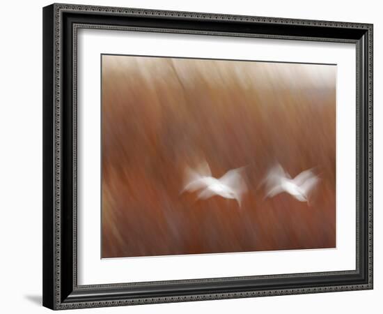 Abstract of Snow Geese in Flight, Bosque Del Apache National Wildlife Reserve, New Mexico, USA-Arthur Morris-Framed Photographic Print