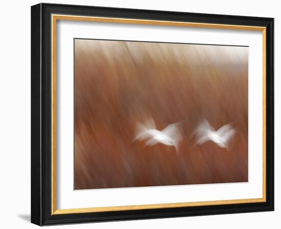 Abstract of Snow Geese in Flight, Bosque Del Apache National Wildlife Reserve, New Mexico, USA-Arthur Morris-Framed Photographic Print