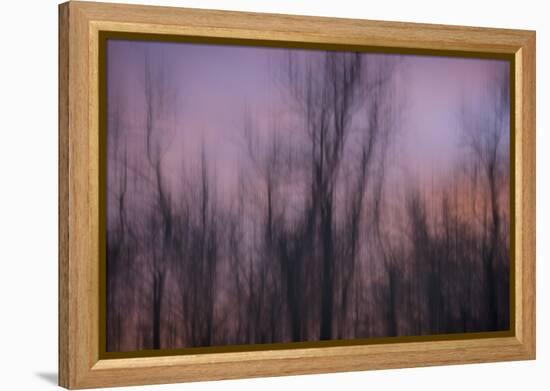 Abstract of Trees at Sunset , Upper Mississippi, Le Claire Iowa-Rona Schwarz-Framed Premier Image Canvas