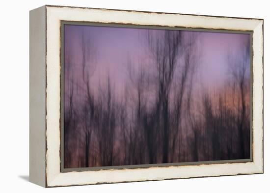 Abstract of Trees at Sunset , Upper Mississippi, Le Claire Iowa-Rona Schwarz-Framed Premier Image Canvas