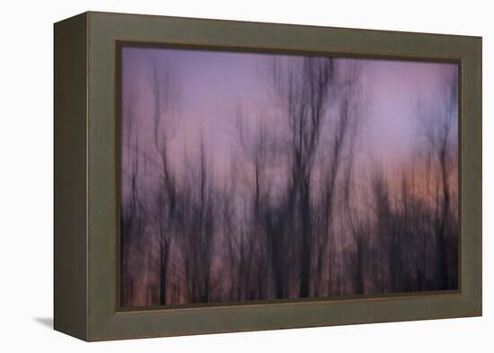 Abstract of Trees at Sunset , Upper Mississippi, Le Claire Iowa-Rona Schwarz-Framed Premier Image Canvas