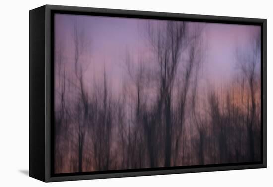 Abstract of Trees at Sunset , Upper Mississippi, Le Claire Iowa-Rona Schwarz-Framed Premier Image Canvas