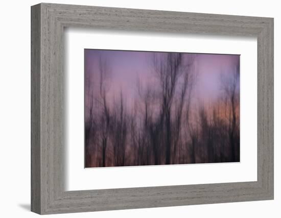 Abstract of Trees at Sunset , Upper Mississippi, Le Claire Iowa-Rona Schwarz-Framed Photographic Print