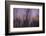 Abstract of Trees at Sunset , Upper Mississippi, Le Claire Iowa-Rona Schwarz-Framed Photographic Print