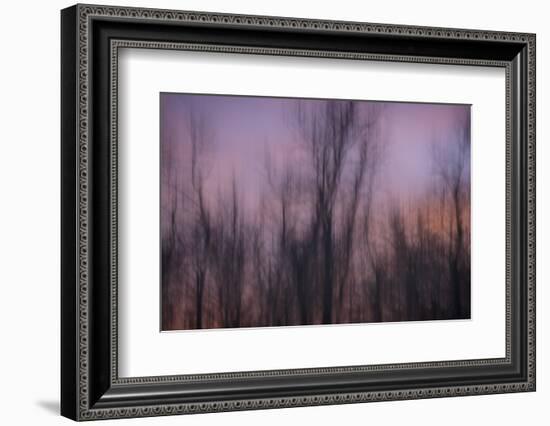 Abstract of Trees at Sunset , Upper Mississippi, Le Claire Iowa-Rona Schwarz-Framed Photographic Print