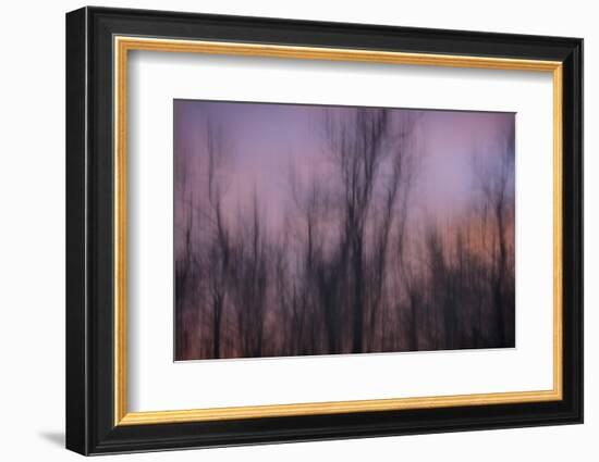 Abstract of Trees at Sunset , Upper Mississippi, Le Claire Iowa-Rona Schwarz-Framed Photographic Print