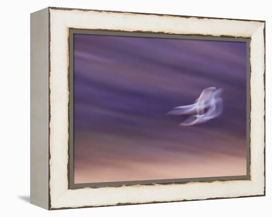 Abstract of Two Snow Geese in Flight, Bosque Del Apache National Wildlife Reserve, New Mexico, USA-Ellen Anon-Framed Premier Image Canvas