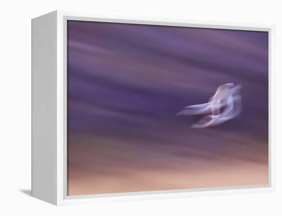 Abstract of Two Snow Geese in Flight, Bosque Del Apache National Wildlife Reserve, New Mexico, USA-Ellen Anon-Framed Premier Image Canvas