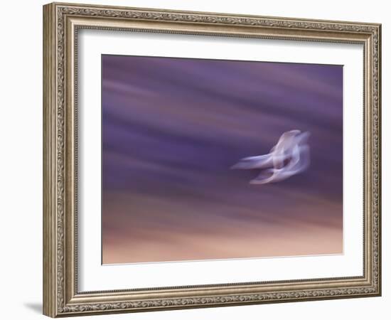 Abstract of Two Snow Geese in Flight, Bosque Del Apache National Wildlife Reserve, New Mexico, USA-Ellen Anon-Framed Photographic Print