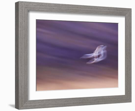 Abstract of Two Snow Geese in Flight, Bosque Del Apache National Wildlife Reserve, New Mexico, USA-Ellen Anon-Framed Photographic Print