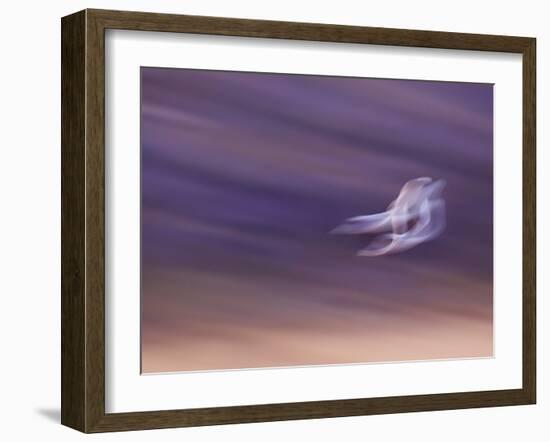 Abstract of Two Snow Geese in Flight, Bosque Del Apache National Wildlife Reserve, New Mexico, USA-Ellen Anon-Framed Photographic Print