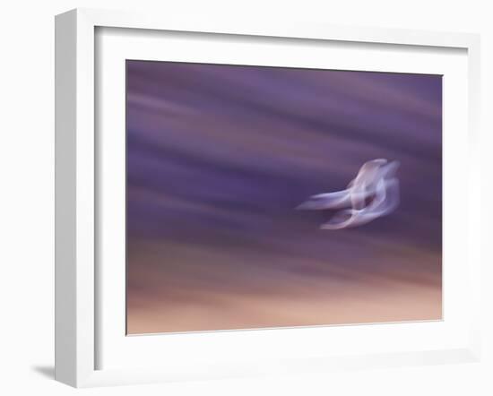 Abstract of Two Snow Geese in Flight, Bosque Del Apache National Wildlife Reserve, New Mexico, USA-Ellen Anon-Framed Photographic Print