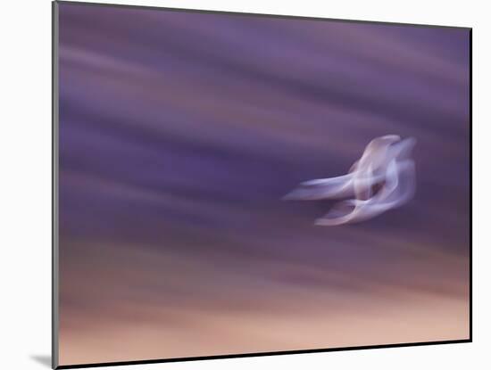 Abstract of Two Snow Geese in Flight, Bosque Del Apache National Wildlife Reserve, New Mexico, USA-Ellen Anon-Mounted Photographic Print