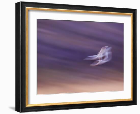 Abstract of Two Snow Geese in Flight, Bosque Del Apache National Wildlife Reserve, New Mexico, USA-Ellen Anon-Framed Photographic Print