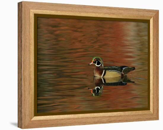 Abstract of Wood Duck Drake Swimming in Autumn Color Reflections, Chagrin Reservation, Cleveland-Arthur Morris-Framed Premier Image Canvas