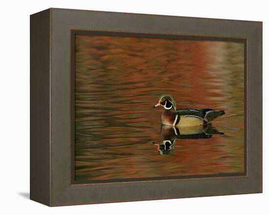 Abstract of Wood Duck Drake Swimming in Autumn Color Reflections, Chagrin Reservation, Cleveland-Arthur Morris-Framed Premier Image Canvas