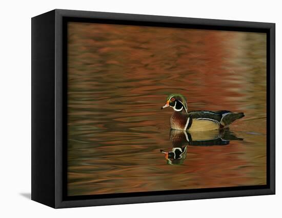 Abstract of Wood Duck Drake Swimming in Autumn Color Reflections, Chagrin Reservation, Cleveland-Arthur Morris-Framed Premier Image Canvas