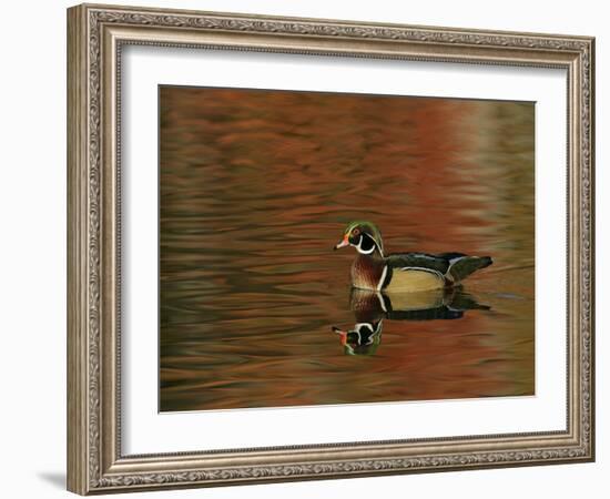 Abstract of Wood Duck Drake Swimming in Autumn Color Reflections, Chagrin Reservation, Cleveland-Arthur Morris-Framed Photographic Print