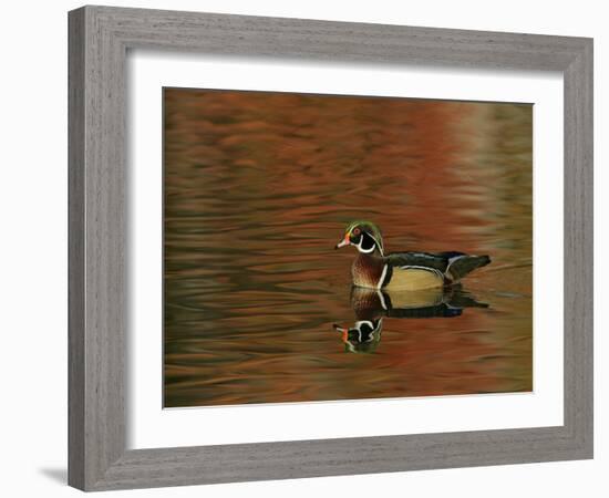 Abstract of Wood Duck Drake Swimming in Autumn Color Reflections, Chagrin Reservation, Cleveland-Arthur Morris-Framed Photographic Print