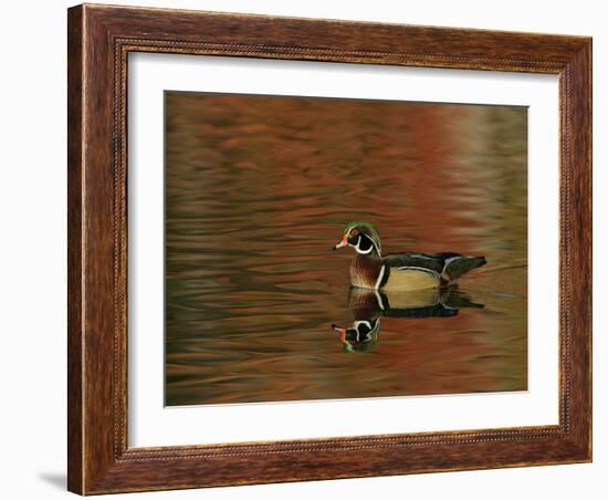 Abstract of Wood Duck Drake Swimming in Autumn Color Reflections, Chagrin Reservation, Cleveland-Arthur Morris-Framed Photographic Print