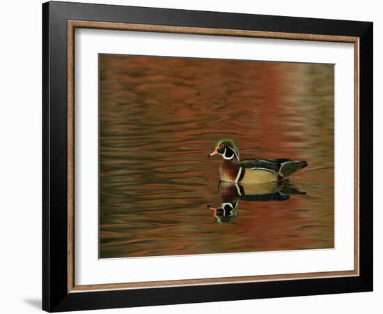 Abstract of Wood Duck Drake Swimming in Autumn Color Reflections, Chagrin Reservation, Cleveland-Arthur Morris-Framed Photographic Print