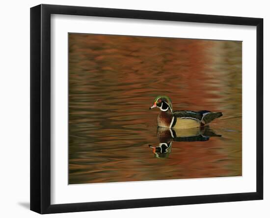 Abstract of Wood Duck Drake Swimming in Autumn Color Reflections, Chagrin Reservation, Cleveland-Arthur Morris-Framed Photographic Print