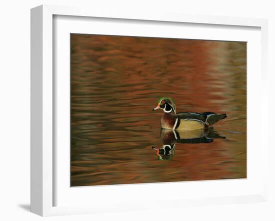 Abstract of Wood Duck Drake Swimming in Autumn Color Reflections, Chagrin Reservation, Cleveland-Arthur Morris-Framed Photographic Print