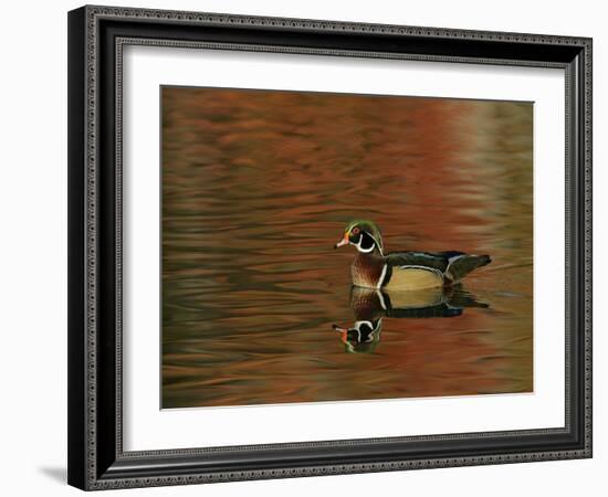 Abstract of Wood Duck Drake Swimming in Autumn Color Reflections, Chagrin Reservation, Cleveland-Arthur Morris-Framed Photographic Print