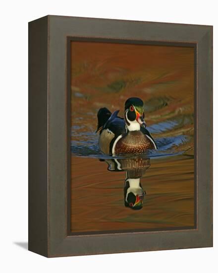 Abstract of Wood Duck Drake Swimming in Autumn Color Reflections, Chagrin Reservation, Cleveland-Arthur Morris-Framed Premier Image Canvas