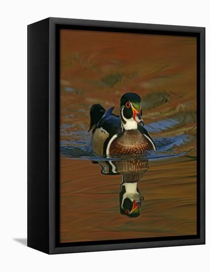 Abstract of Wood Duck Drake Swimming in Autumn Color Reflections, Chagrin Reservation, Cleveland-Arthur Morris-Framed Premier Image Canvas