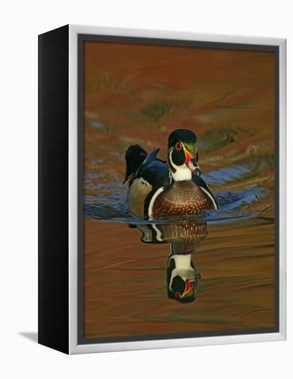 Abstract of Wood Duck Drake Swimming in Autumn Color Reflections, Chagrin Reservation, Cleveland-Arthur Morris-Framed Premier Image Canvas