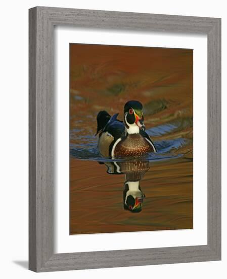 Abstract of Wood Duck Drake Swimming in Autumn Color Reflections, Chagrin Reservation, Cleveland-Arthur Morris-Framed Photographic Print