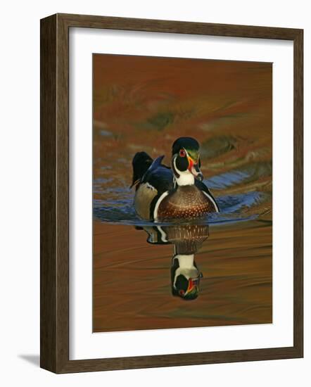 Abstract of Wood Duck Drake Swimming in Autumn Color Reflections, Chagrin Reservation, Cleveland-Arthur Morris-Framed Photographic Print