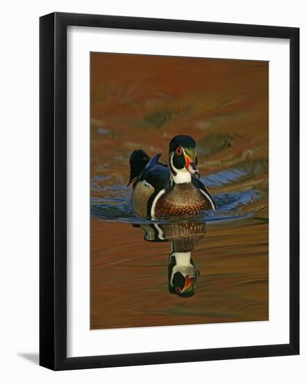 Abstract of Wood Duck Drake Swimming in Autumn Color Reflections, Chagrin Reservation, Cleveland-Arthur Morris-Framed Photographic Print