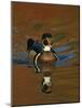 Abstract of Wood Duck Drake Swimming in Autumn Color Reflections, Chagrin Reservation, Cleveland-Arthur Morris-Mounted Photographic Print