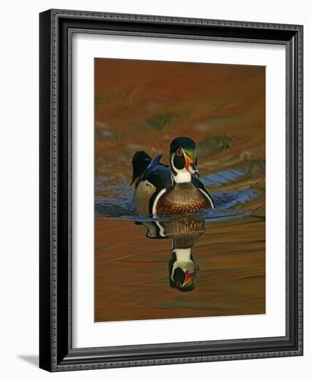 Abstract of Wood Duck Drake Swimming in Autumn Color Reflections, Chagrin Reservation, Cleveland-Arthur Morris-Framed Photographic Print