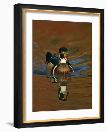 Abstract of Wood Duck Drake Swimming in Autumn Color Reflections, Chagrin Reservation, Cleveland-Arthur Morris-Framed Photographic Print