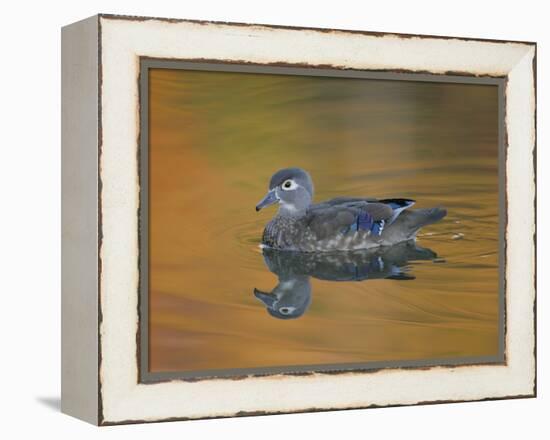 Abstract of Wood Duck Hen Swimming, Chagrin Reservation, Cleveland, Ohio, USA-Arthur Morris-Framed Premier Image Canvas