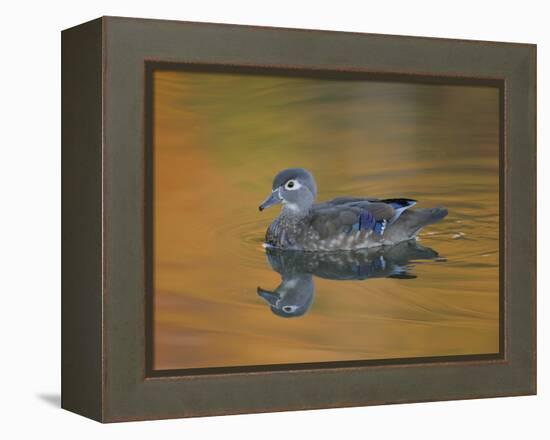 Abstract of Wood Duck Hen Swimming, Chagrin Reservation, Cleveland, Ohio, USA-Arthur Morris-Framed Premier Image Canvas