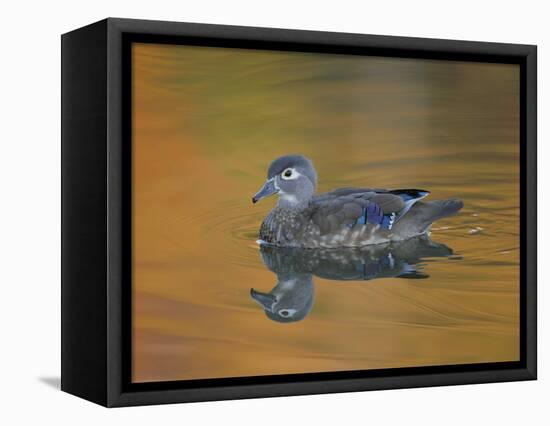 Abstract of Wood Duck Hen Swimming, Chagrin Reservation, Cleveland, Ohio, USA-Arthur Morris-Framed Premier Image Canvas