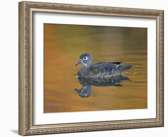 Abstract of Wood Duck Hen Swimming, Chagrin Reservation, Cleveland, Ohio, USA-Arthur Morris-Framed Photographic Print