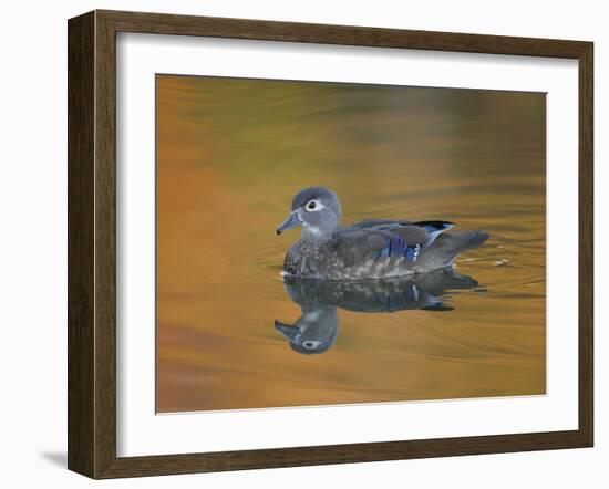 Abstract of Wood Duck Hen Swimming, Chagrin Reservation, Cleveland, Ohio, USA-Arthur Morris-Framed Photographic Print