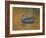 Abstract of Wood Duck Hen Swimming, Chagrin Reservation, Cleveland, Ohio, USA-Arthur Morris-Framed Photographic Print