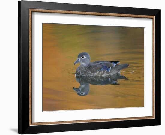 Abstract of Wood Duck Hen Swimming, Chagrin Reservation, Cleveland, Ohio, USA-Arthur Morris-Framed Photographic Print