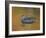 Abstract of Wood Duck Hen Swimming, Chagrin Reservation, Cleveland, Ohio, USA-Arthur Morris-Framed Photographic Print