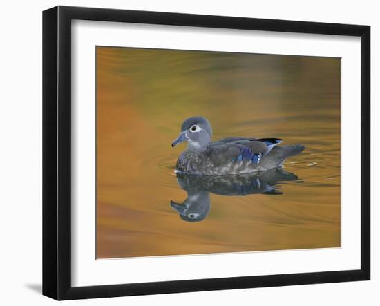 Abstract of Wood Duck Hen Swimming, Chagrin Reservation, Cleveland, Ohio, USA-Arthur Morris-Framed Photographic Print