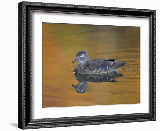 Abstract of Wood Duck Hen Swimming, Chagrin Reservation, Cleveland, Ohio, USA-Arthur Morris-Framed Photographic Print