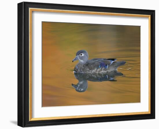 Abstract of Wood Duck Hen Swimming, Chagrin Reservation, Cleveland, Ohio, USA-Arthur Morris-Framed Photographic Print